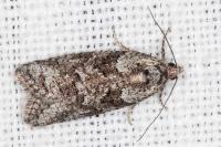 Cnephasia cupressivorana