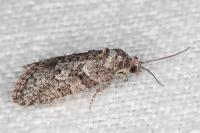 Cnephasia cupressivorana