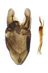 Cauchas rufimitrella