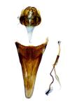 Nemophora metallica