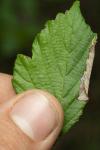 Coptotriche marginea