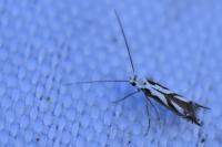 Lyonetia prunifoliella