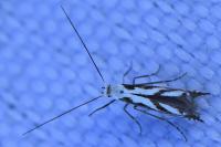 Lyonetia prunifoliella