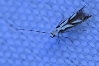 Lyonetia prunifoliella