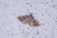 Alucita hexadactyla
