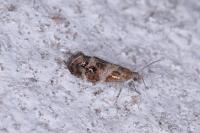 Tebenna micalis