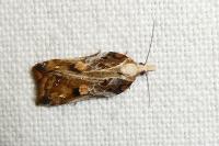 Acleris cristana