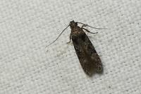 Carpatolechia decorella