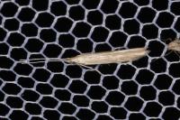 Coleophora glaucicolella