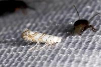 Phyllonorycter