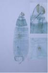 Phyllonorycter