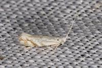 Bucculatrix albedinella
