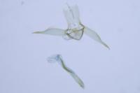 Bucculatrix albedinella