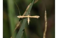 Oxyptilus distans