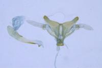 Oxyptilus distans