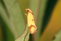 Agapeta zoegana