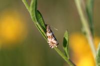 Celypha rivulana