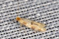 Bucculatrix ulmella