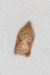 Acleris ferrugana