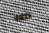 Elachista gleichenella