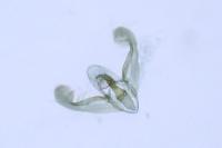 Elachista gleichenella