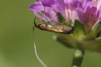 Nemophora metallica
