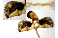 Bembecia astragali