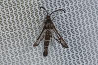 Pyropteron leucomelaenum