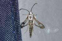 Pyropteron leucomelaenum
