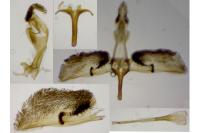 Pyropteron leucomelaenum