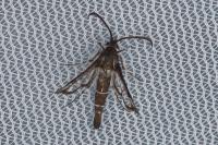 Pyropteron leucomelaenum