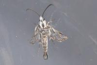 Pyropteron leucomelaenum
