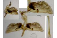 Pyropteron leucomelaenum