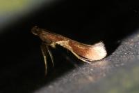 Caloptilia stigmatella