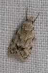 Symmoca signatella