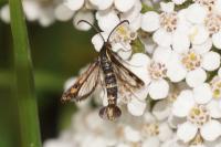 Chamaesphecia tenthrediniformis