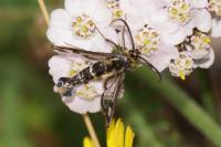Chamaesphecia tenthrediniformis