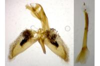 Chamaesphecia tenthrediniformis