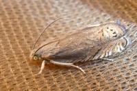 Grapholita nebritana