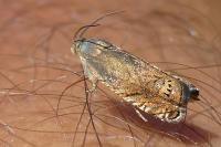 Grapholita nebritana