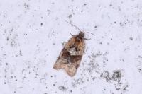 Argyrotaenia ljungiana