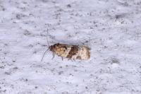 Argyrotaenia ljungiana