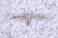 Emmelina monodactyla