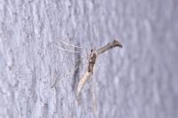 Emmelina monodactyla