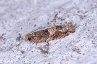 Crocidosema plebejana