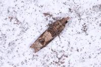 Crocidosema plebejana