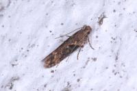 Scrobipalpa costella