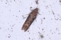 Scrobipalpa costella