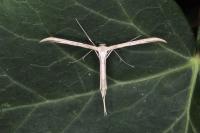 Emmelina monodactyla