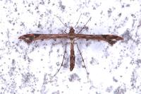 Amblyptilia acanthadactyla